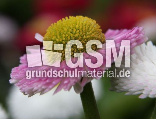 Maßliebchen-12.jpg