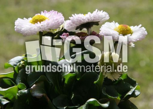 Maßliebchen-145.jpg