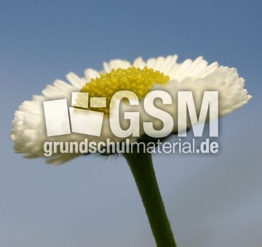 Maßliebchen-3.jpg