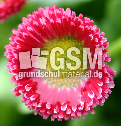 Tau-in-Gaensebluemchen.jpg