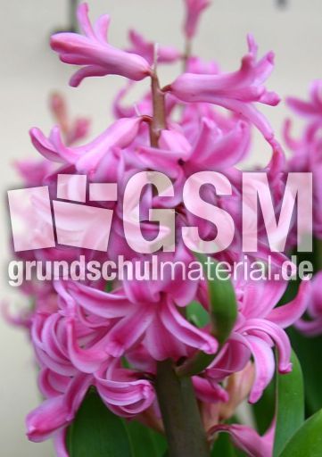 Hyazinthenbluete-rosa.jpg