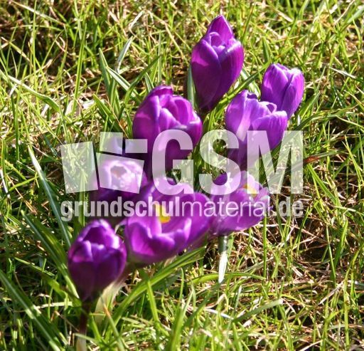 Krokusse-Wiese.JPG