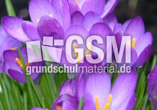 Krokusse-lila.jpg