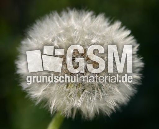 Pusteblume-1.jpg