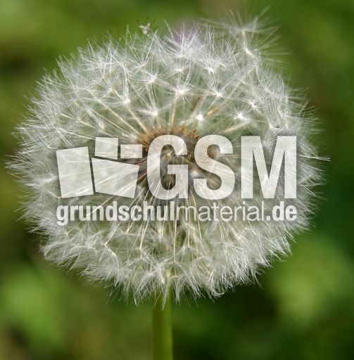 Pusteblume-2.jpg