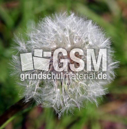 Pusteblume-3.jpg