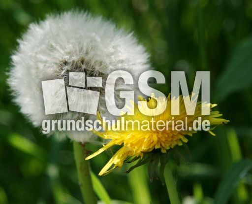 Pusteblume-Löwenzahn_3059.jpg