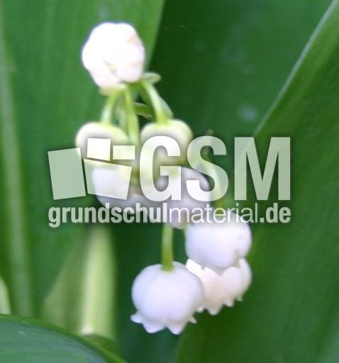 Maigloeckchen-3.jpg