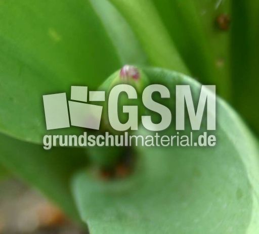 Maigloeckchen-Knospe.jpg