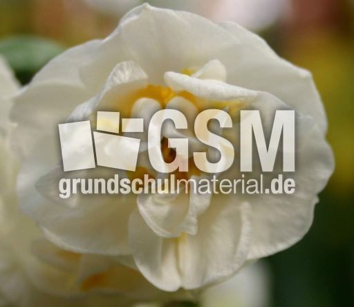 Narzisse-weiß-2.jpg