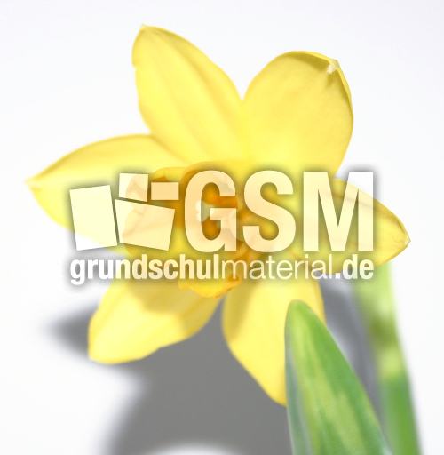 Osterglocke-Blüte-A.jpg
