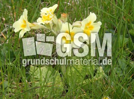 Primel-Wiese.jpg