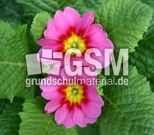 Primel-pink.jpg