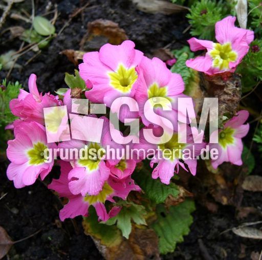 Primel-rosa.jpg