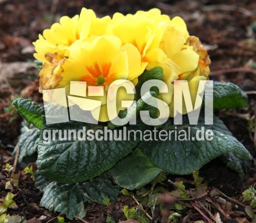 Primeln-gelb-03.jpg