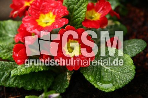 Primeln-rot-29.jpg
