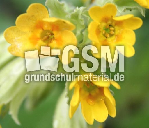 Schluesselblume-2.jpg