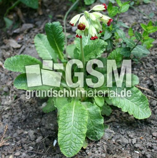 Schluesselblume-6.jpg
