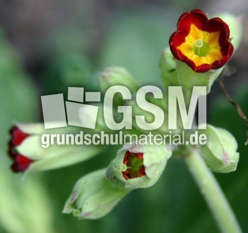Schluesselblume-rot.jpg