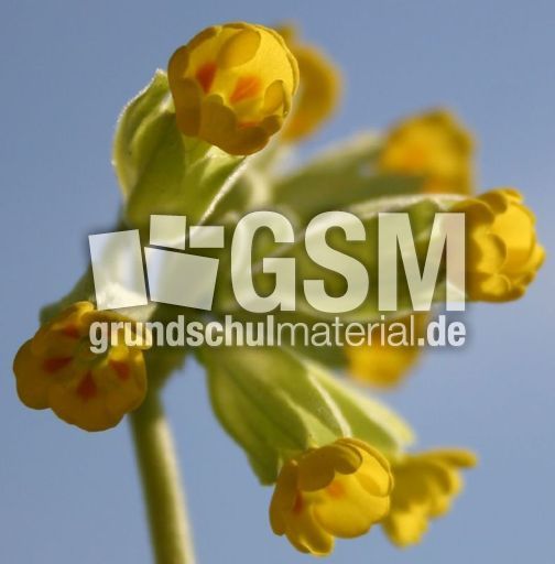 Schlüsselblume-gelb.jpg