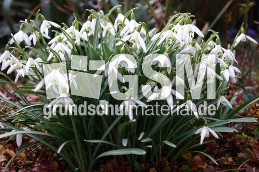 Schneegloeckchen-2.jpg