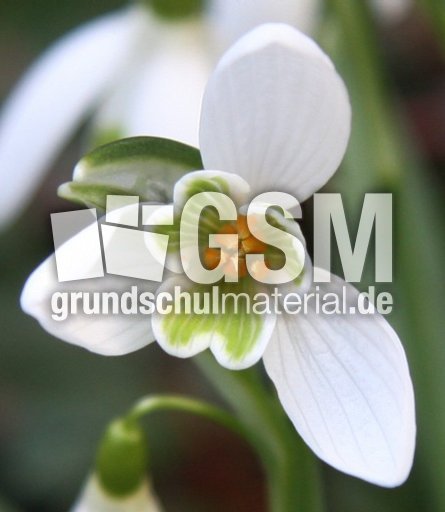 Schneeglöckchen-018.jpg