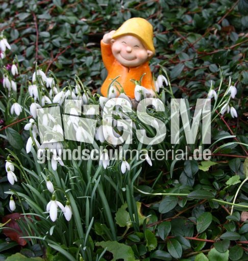 Schneeglöckchen-047.jpg