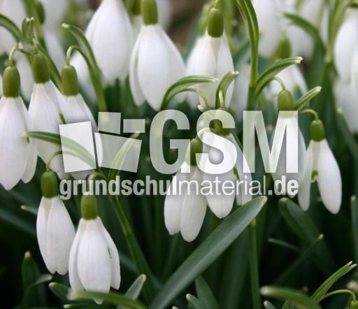 Schneeglöckchen-3.jpg