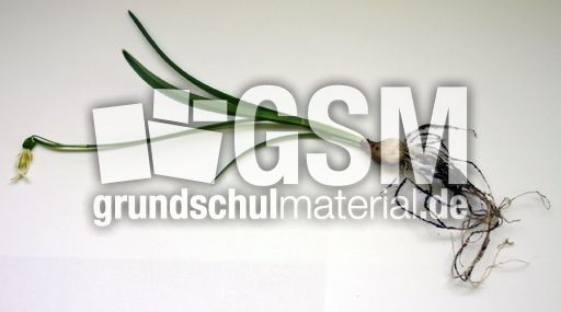 Schneeglöckchen-Teile-1.jpg