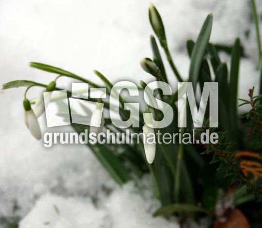 Schneeglöckchen-im-Schnee.jpg