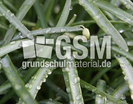 Schneeglöckchen-verblüht-05.jpg