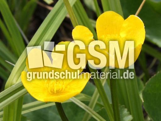 Sumpfdotterblumen-89.jpg