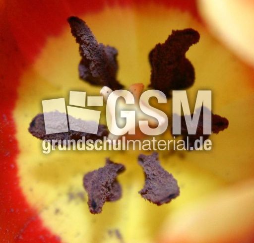 Blick-in-Tulpe.jpg