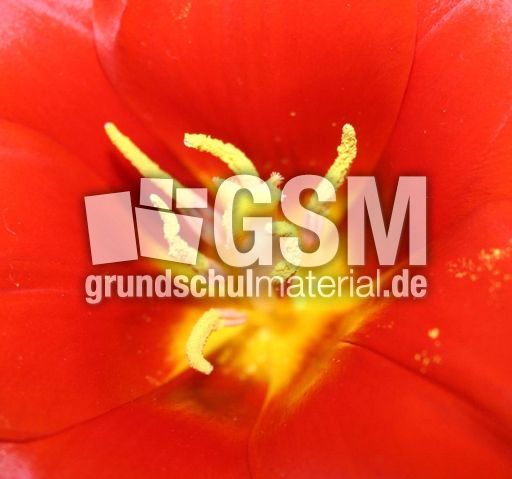 Blick-in-Tulpe-2.jpg