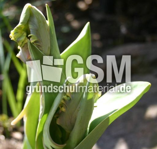 Papgeientulpe-in-Knospe.jpg