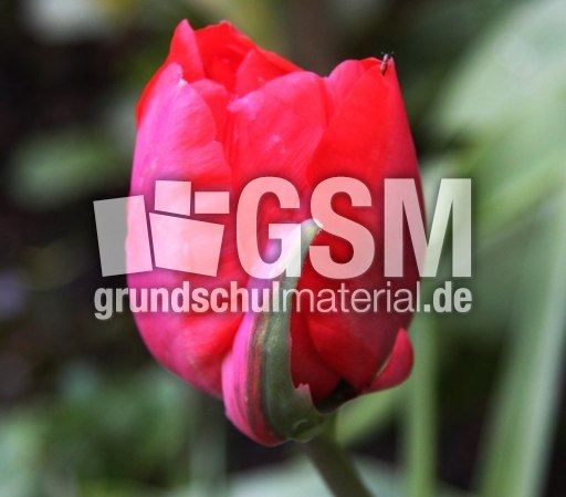 Tulpe-071.jpg