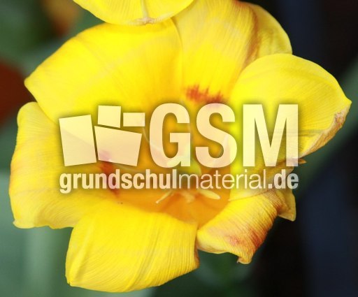 Tulpe-085.jpg
