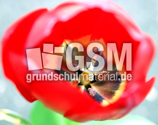 Tulpe-Fruchtknoten.jpg