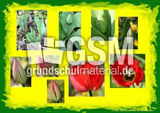 Tulpe-erblüht.jpg