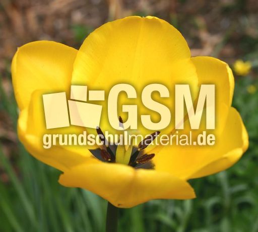 Tulpe-gelb-A2.jpg