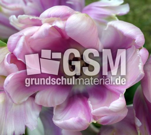 Tulpe-lila.jpg