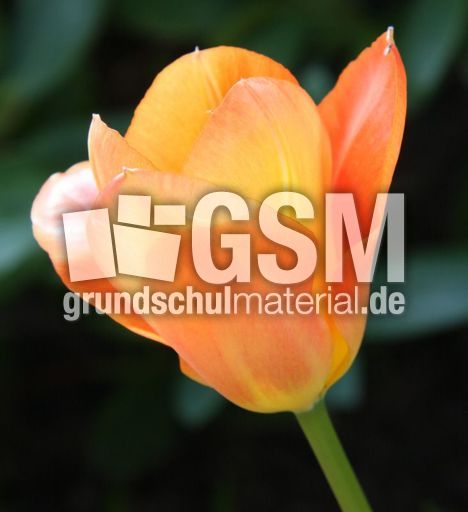 Tulpe-orange-154.jpg
