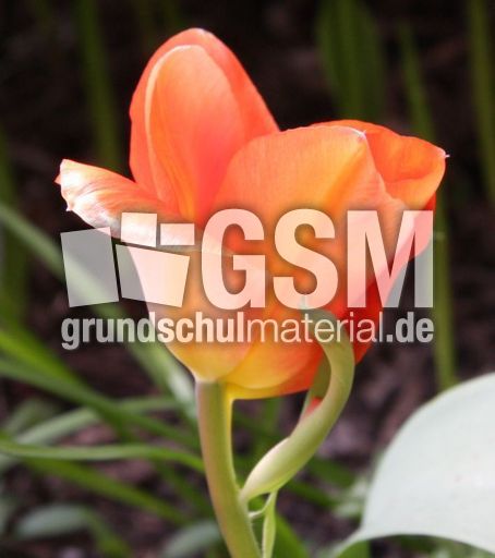Tulpe-orange-156.jpg