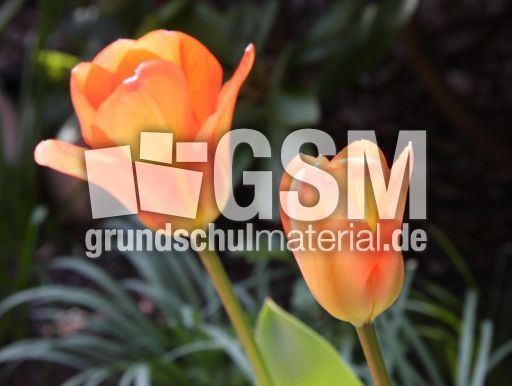 Tulpe-orange-171.jpg