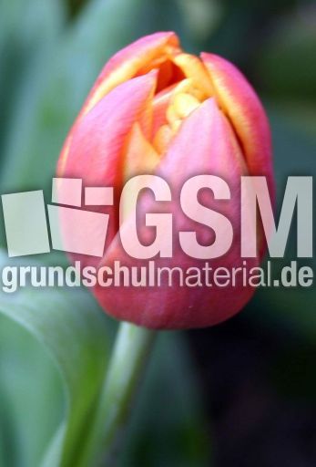 Tulpe-rot-gelb.jpg