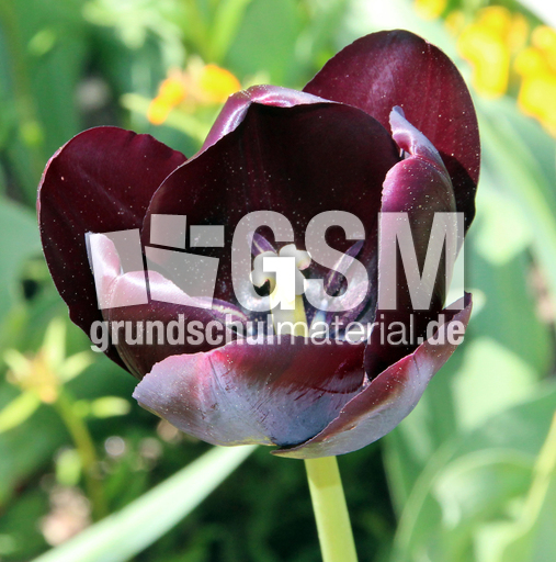 Tulpe-schwarz-0562.jpg