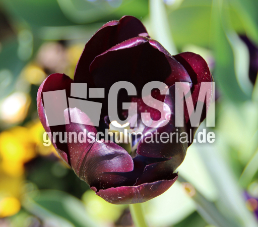 Tulpe-schwarz-0564.jpg
