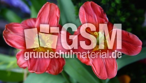 Tulpen-087.jpg