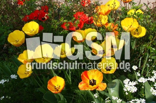 Tulpen-2056.jpg