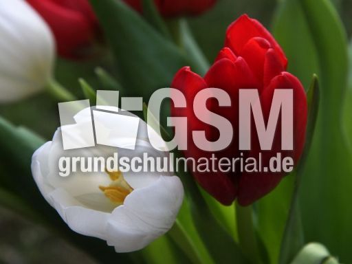 Tulpen-96.jpg